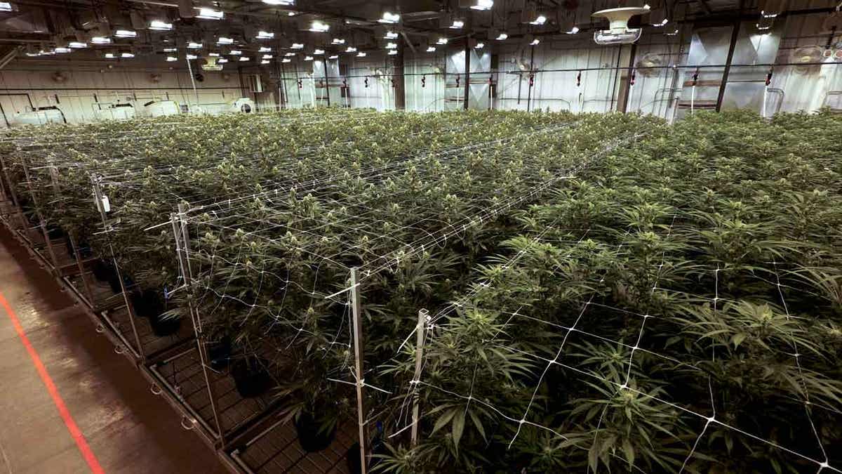 Marijuana plants growing