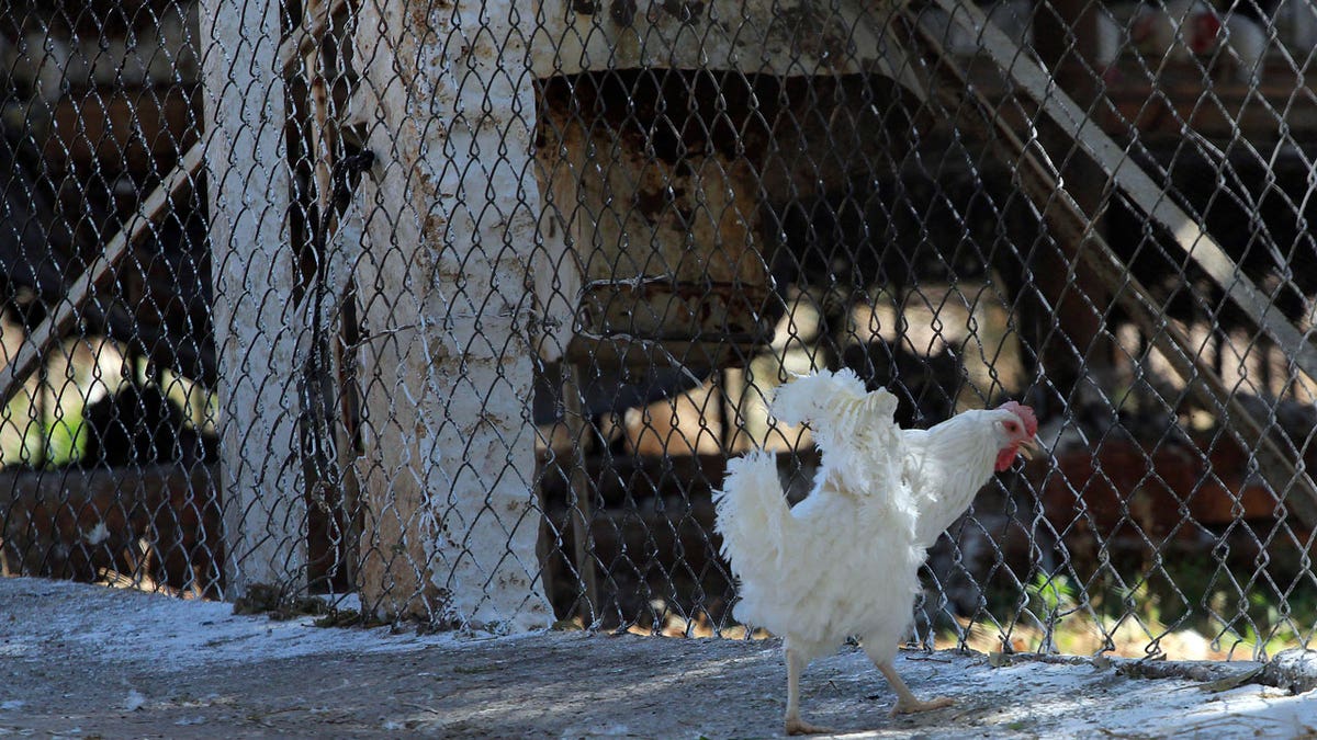 Chicken infected with bird flu