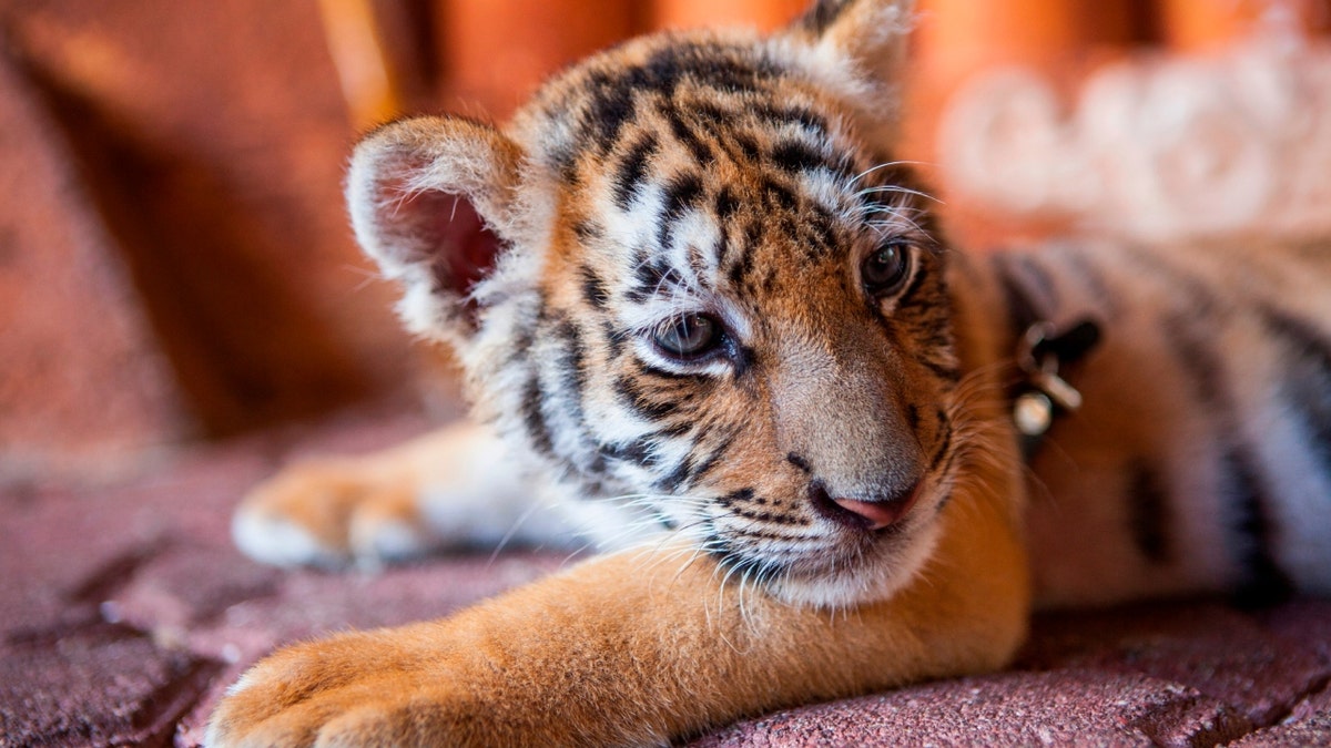 Stock image of baby tiger in Mexican zoo
