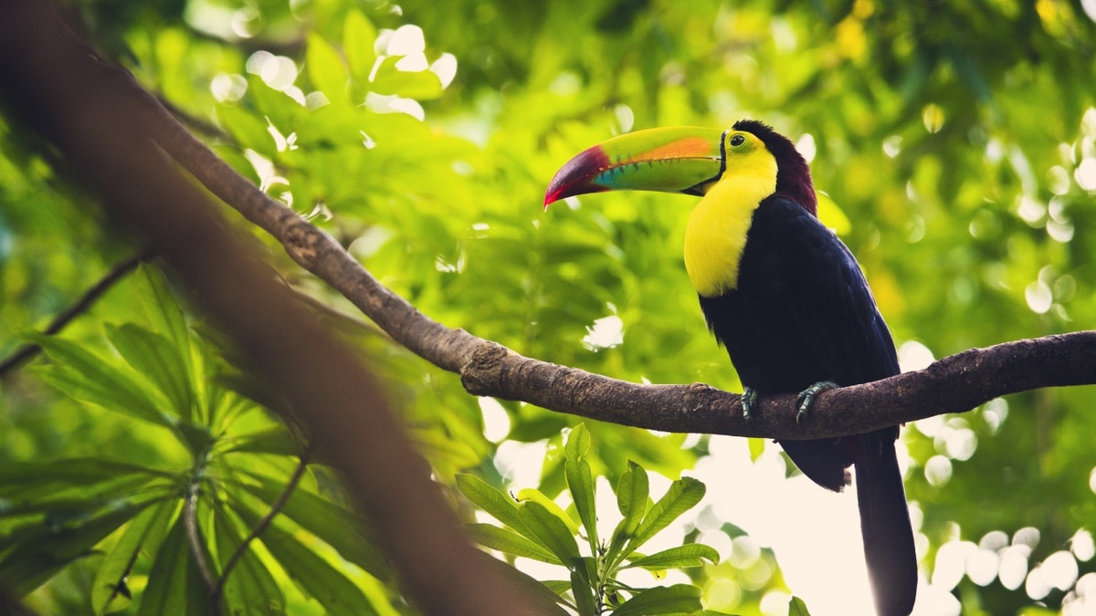 Stock image of a keel-billed toucan in Mexico.