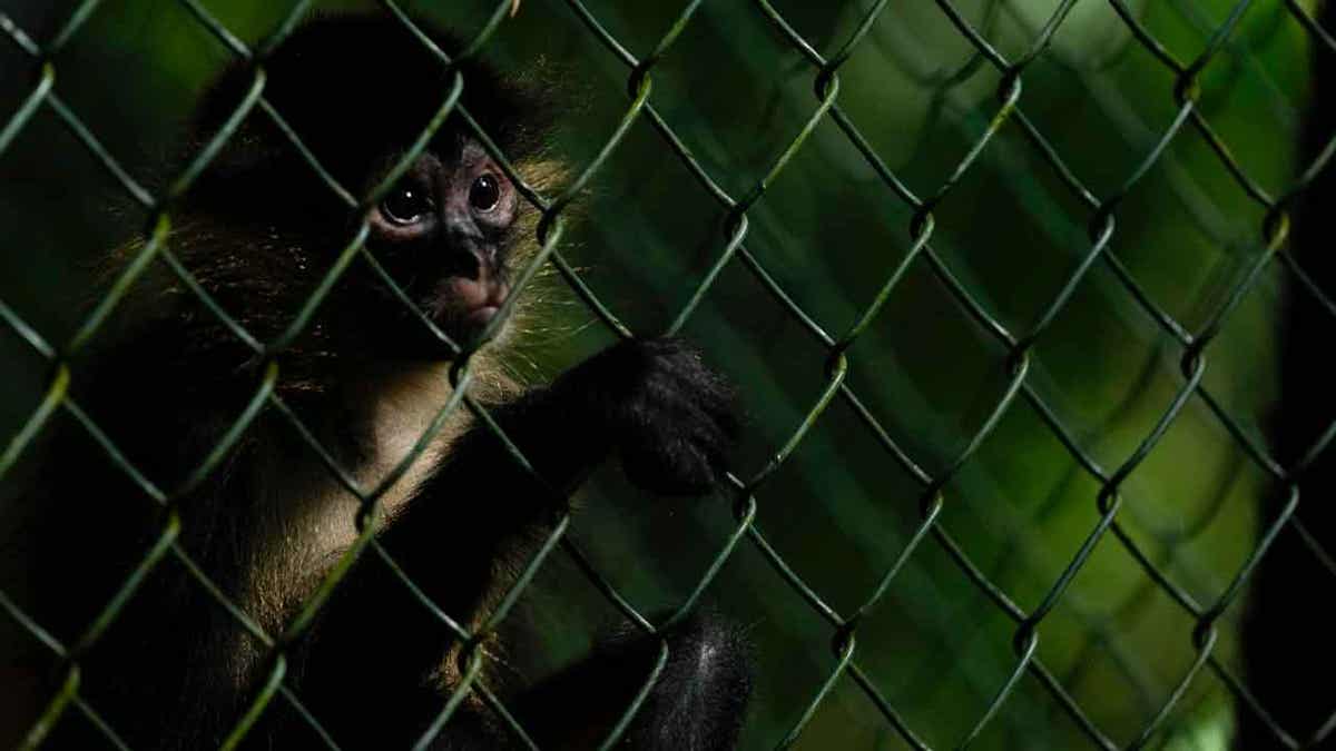 Monkey in a cage