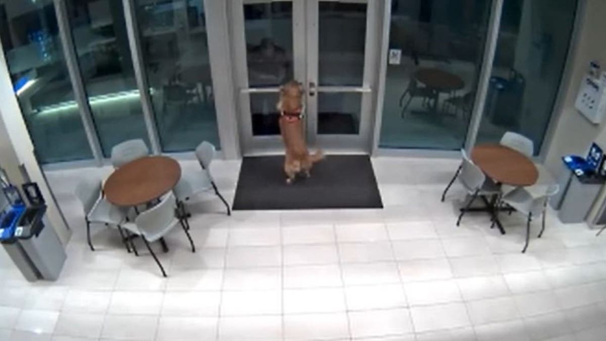 Texas fire dog unlocks door after officials get locked out