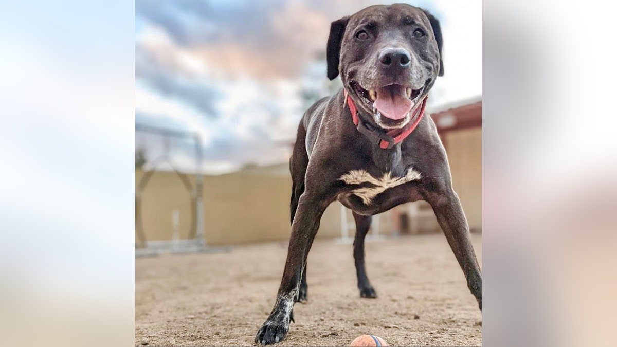 rex plays with ball