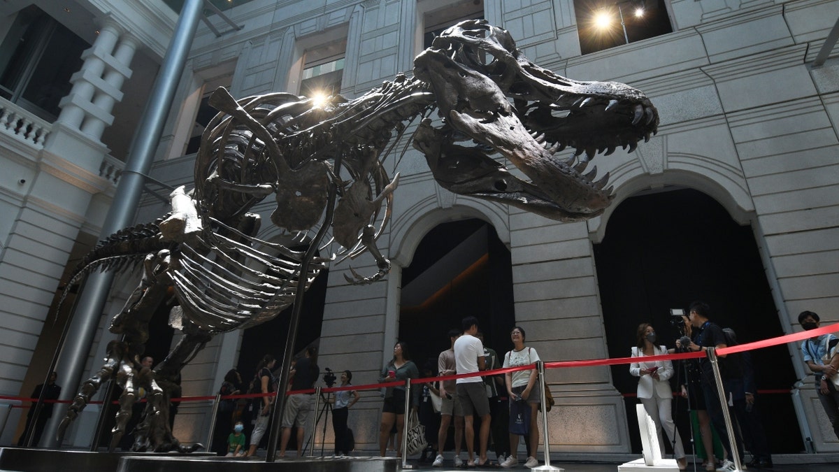 Visitors look at the skeleton of a Tyrannosaurus Rex named Shen