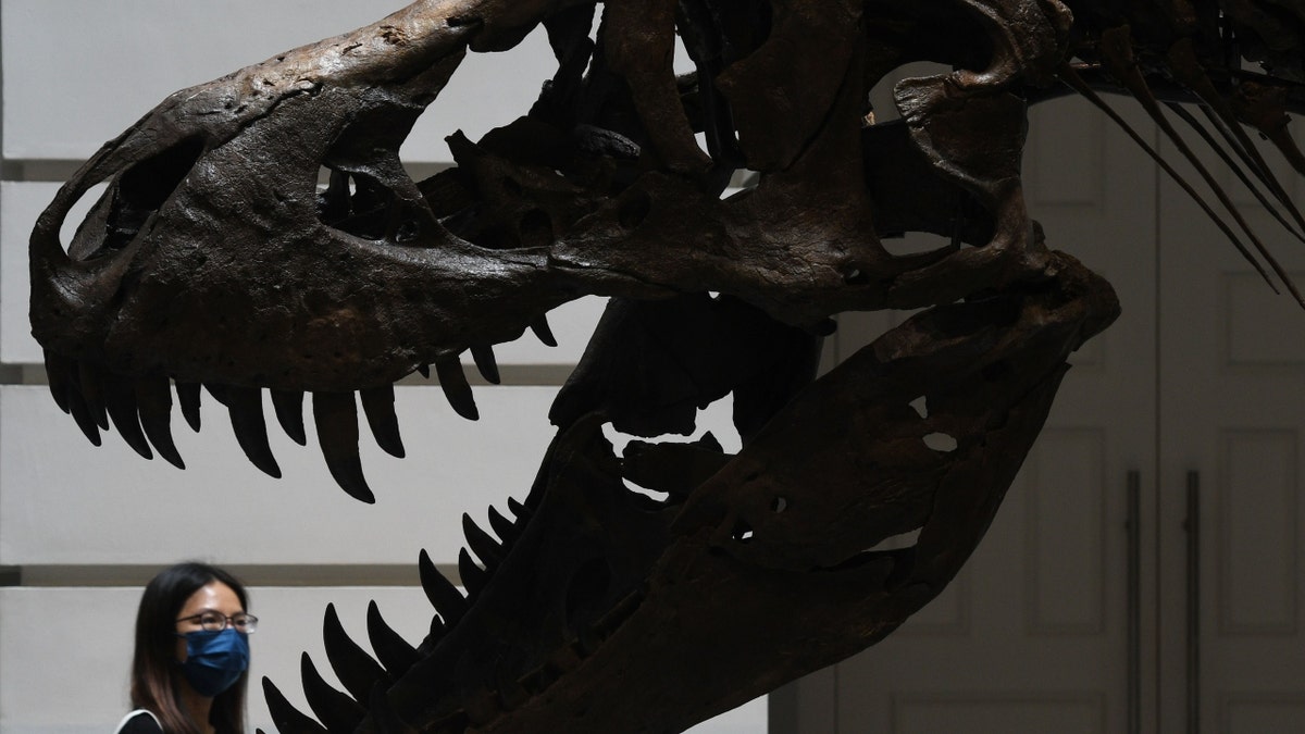 Tyrannosaurus Rex named Shen