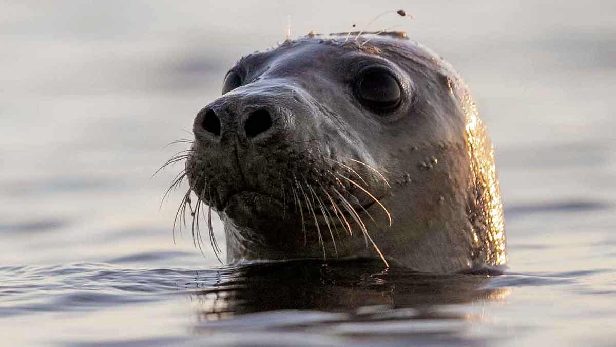 Harbor seal