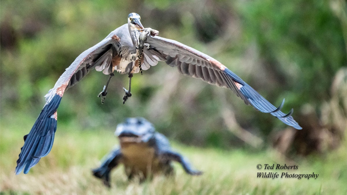 Heron carries baby alligator while adult alligator gives chase