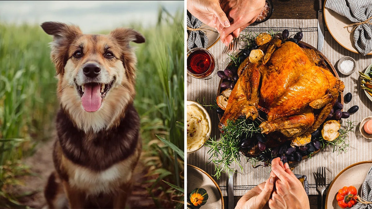 Dog and Thanksgiving split