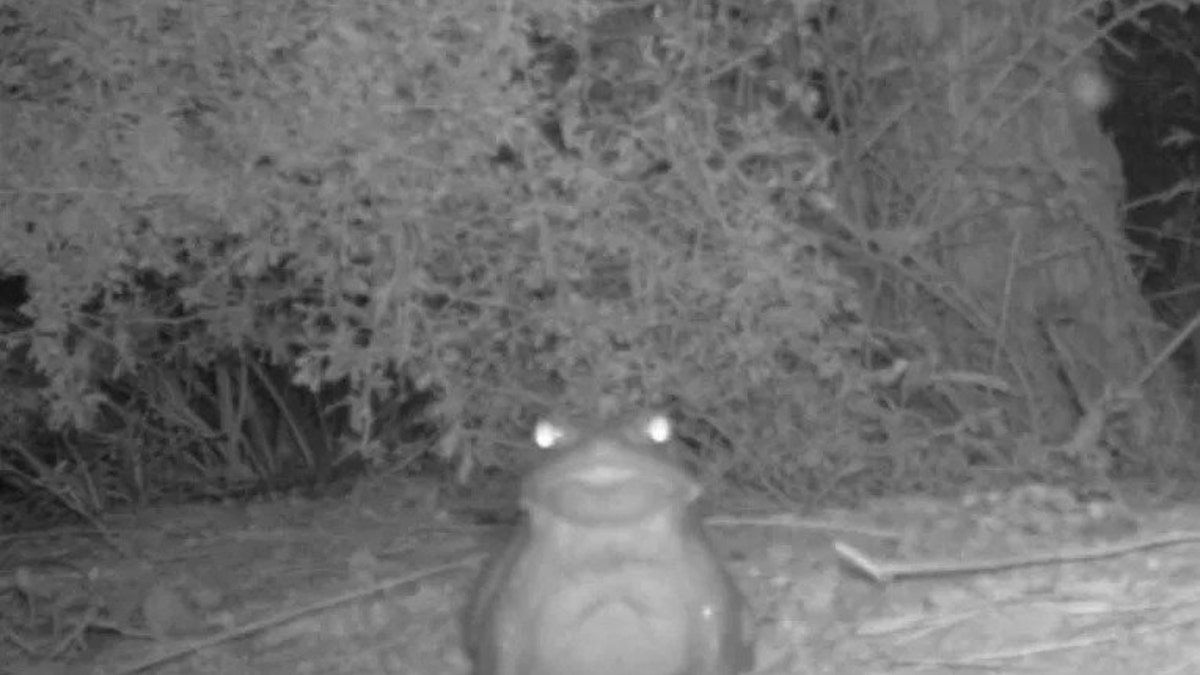 The Sonoran Desert toad,