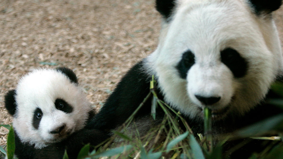 Baby panda at Zoo Atlanta