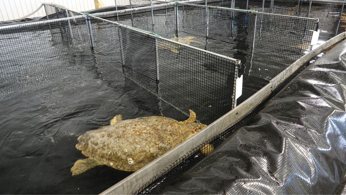 Texas State Aquarium Loggerhead Rehab