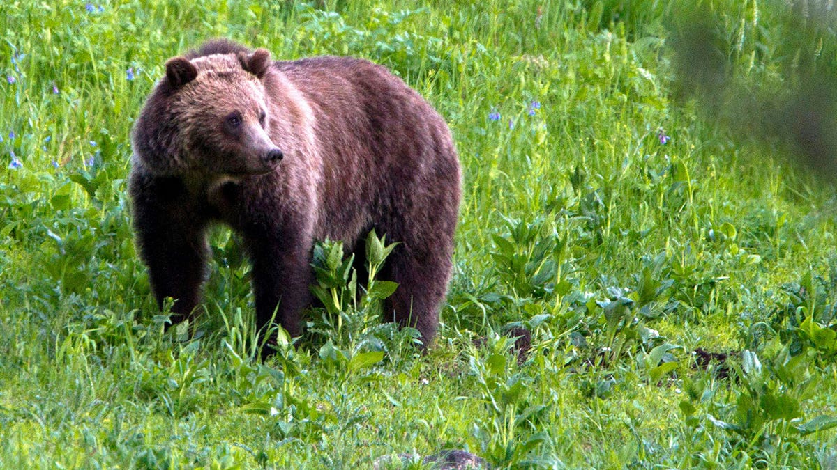 Grizzly bears in the Northeast