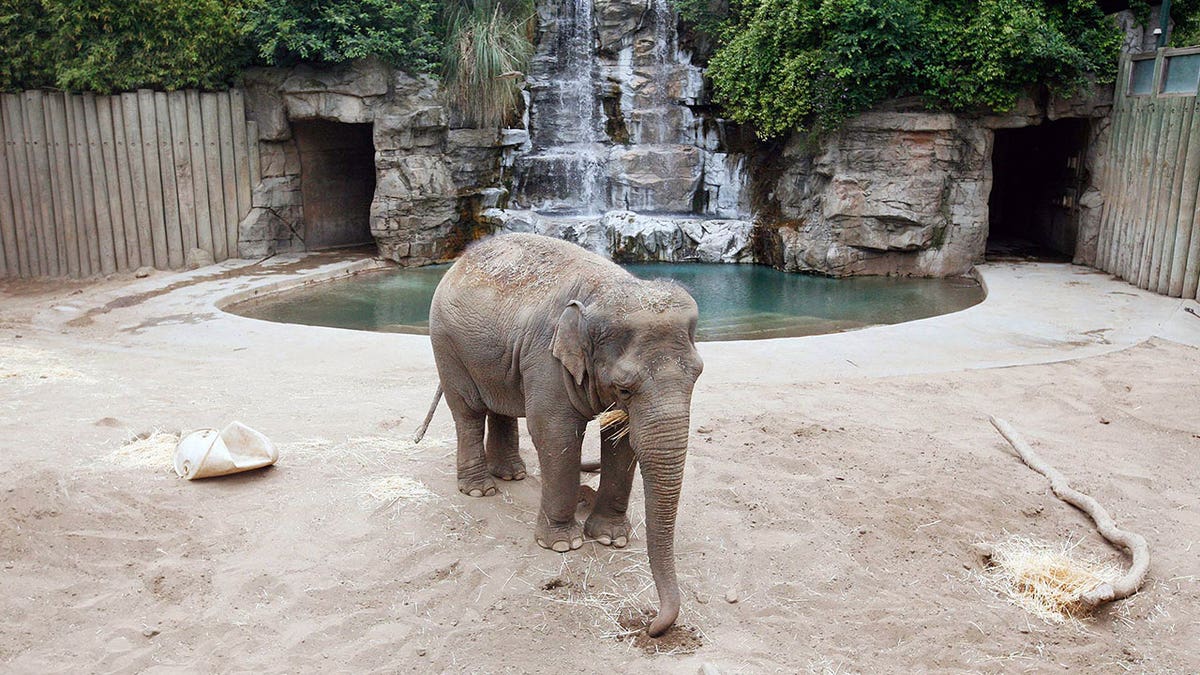 Elephants in CA zoo
