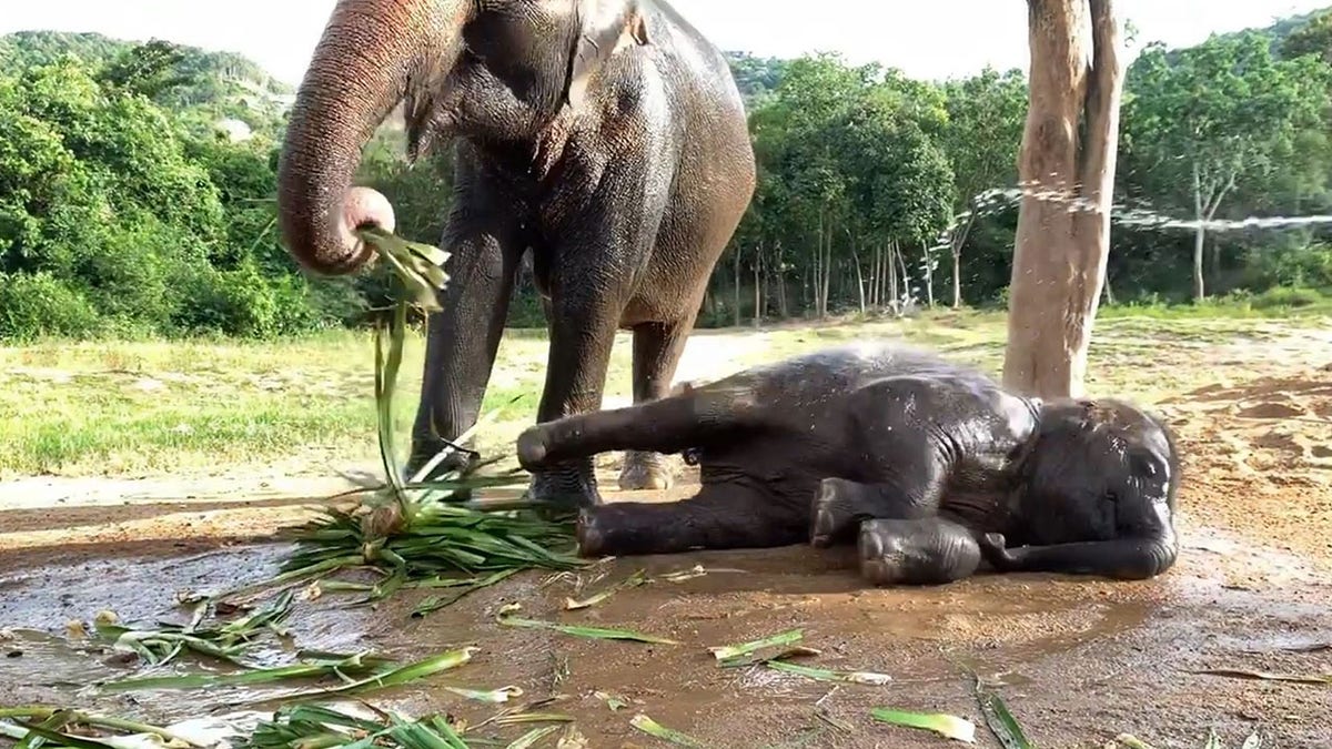 Baby elephant