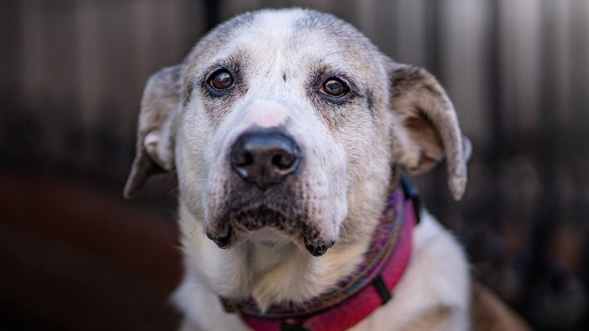 Ethel Mertz, a dog needing a home