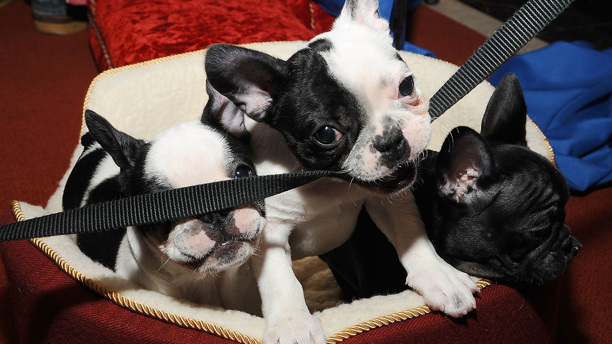 French bulldog puppies