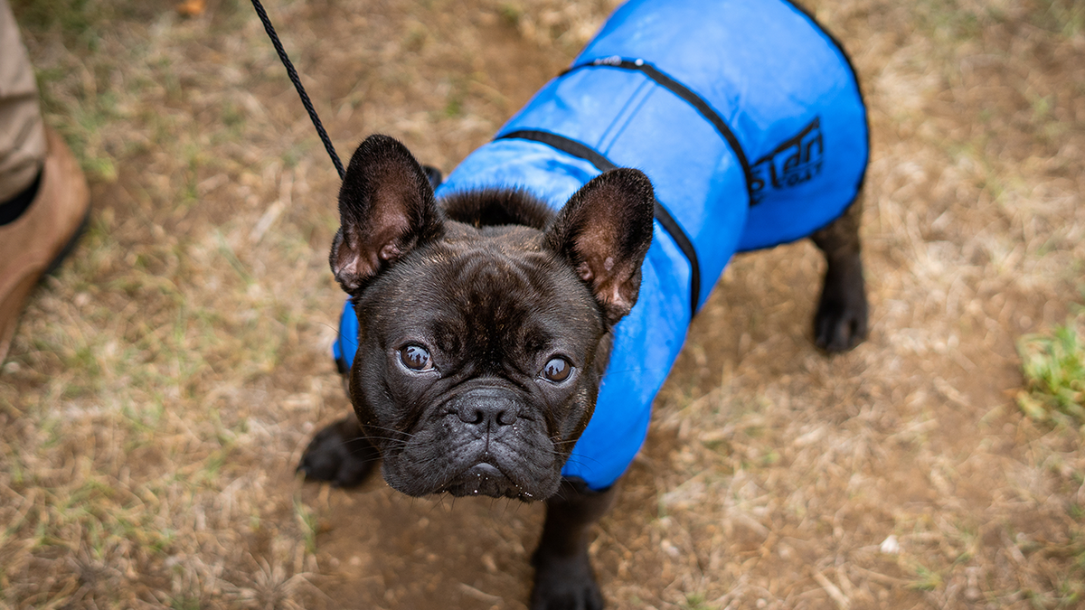 French bulldog wearing a blue coat