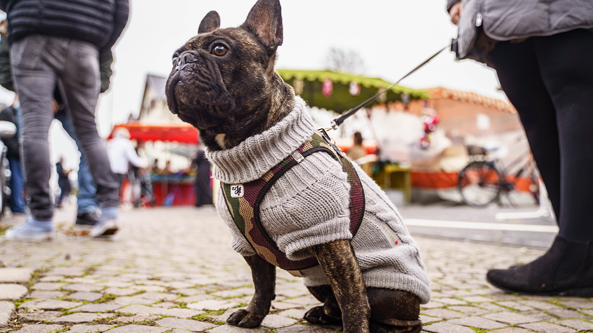 French bulldog wearing sweater