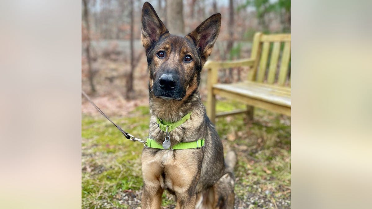 gorgeous german shepherd