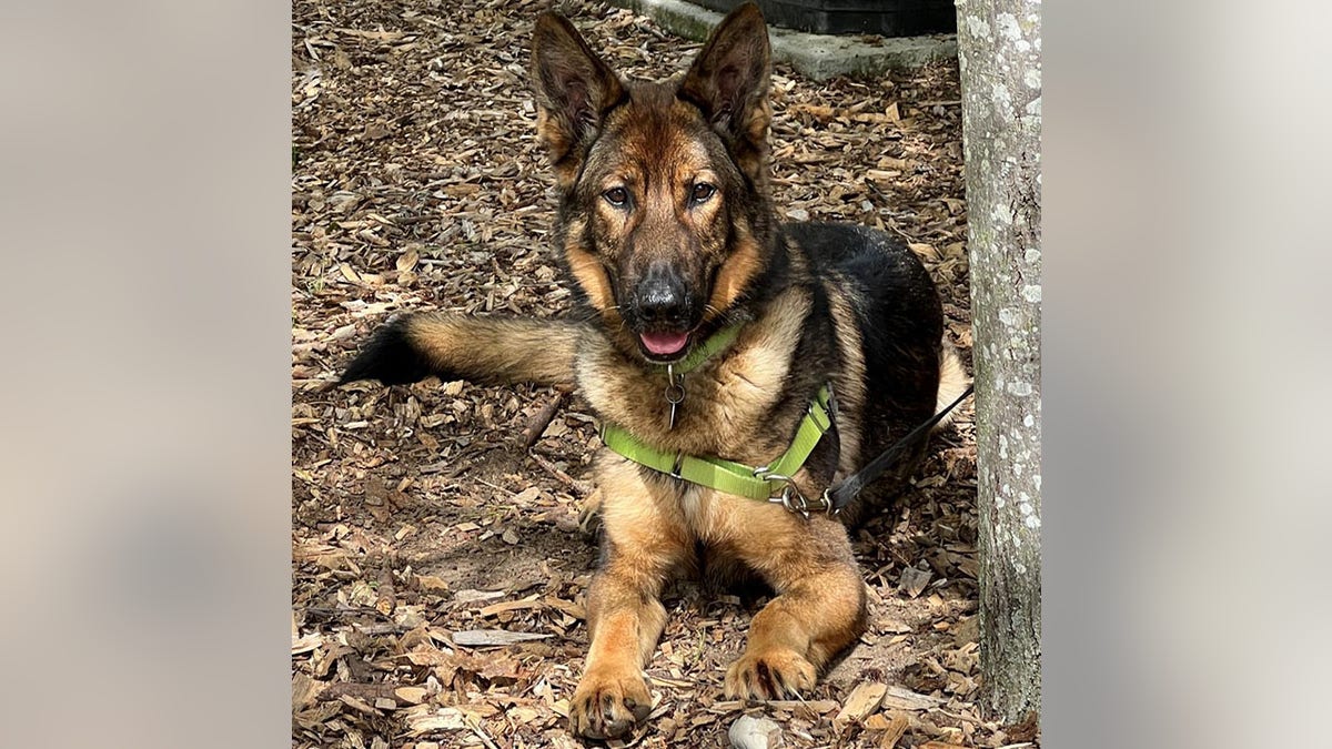 german shepherd lays down