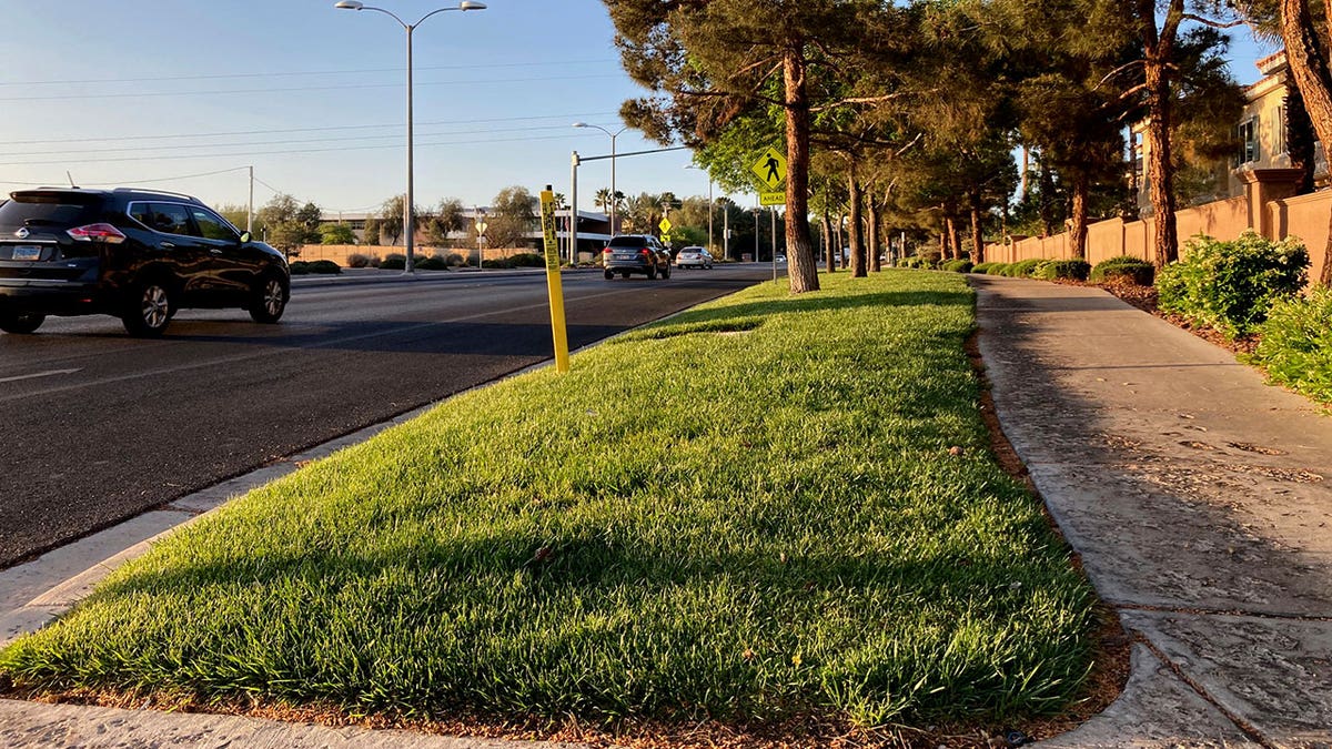 Grass in NV
