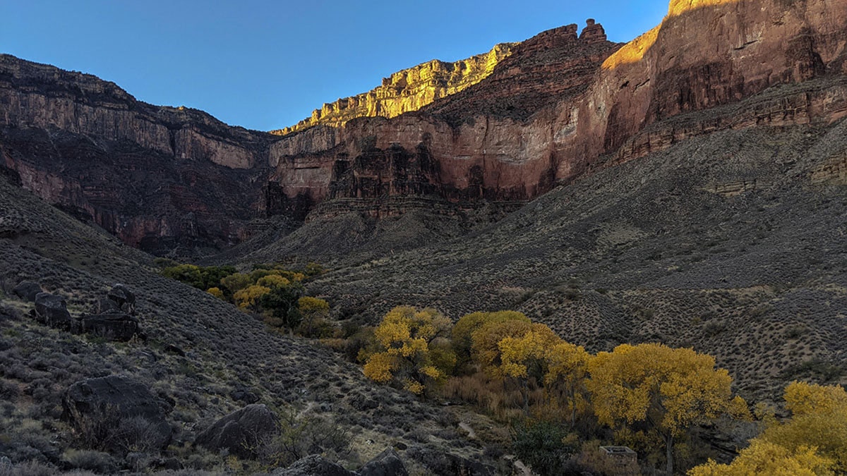 Bright Cottonwoods at Indian Garden