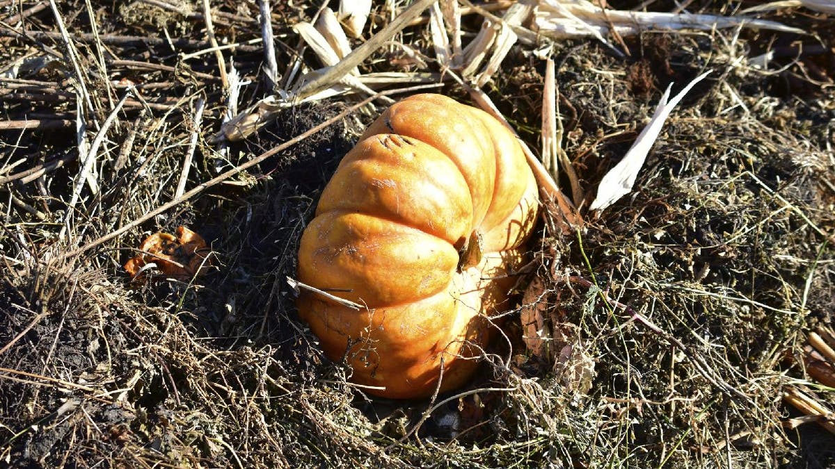 Pumpkin in compost pit