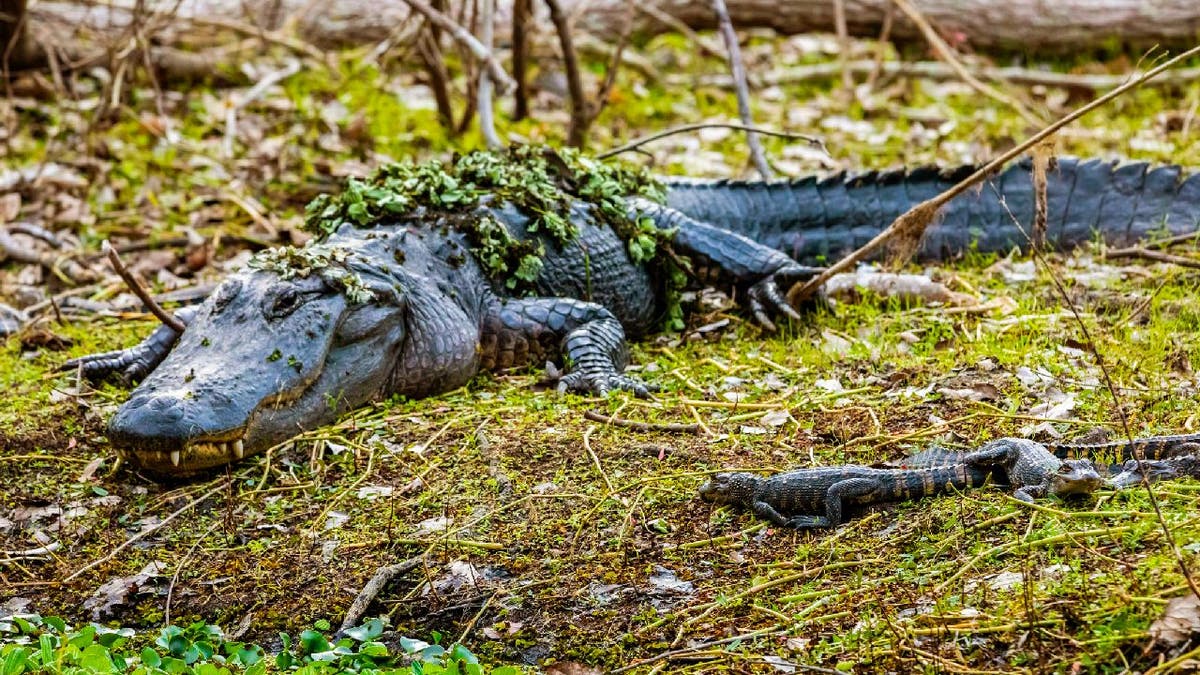 Mother alligator with baby alligators