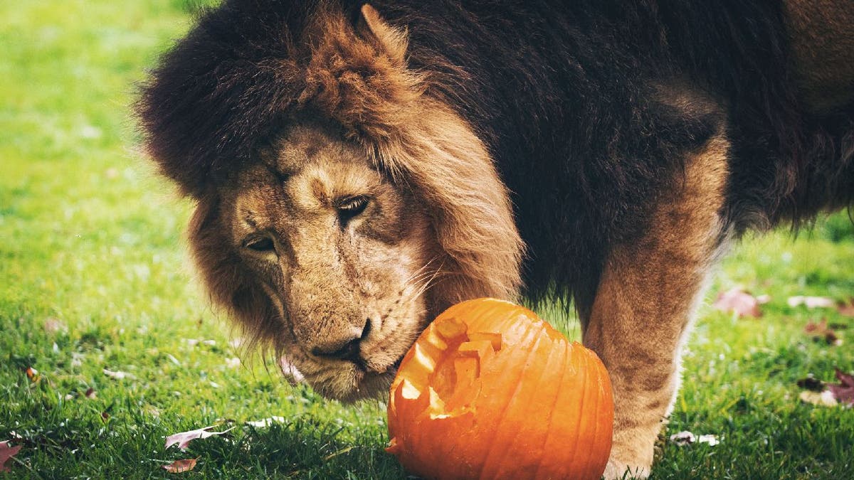 Zoo lion sniffs pumpkin
