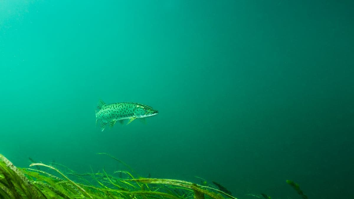 Muskellunge swimming underwater