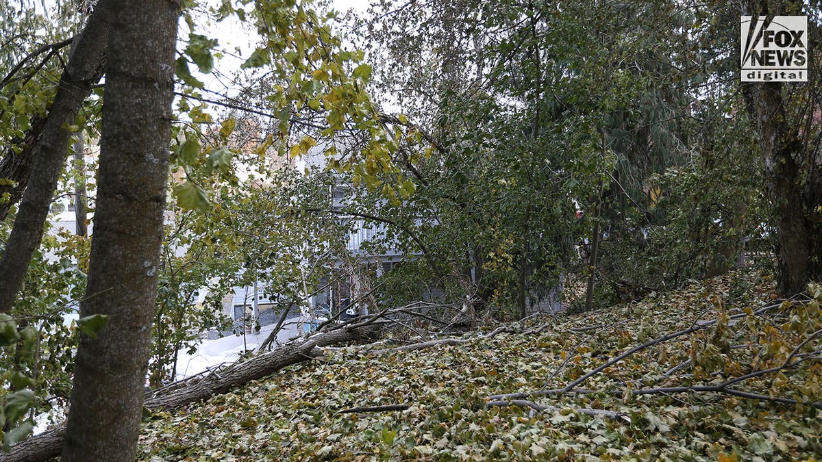 Wooded area behind University of Idaho house