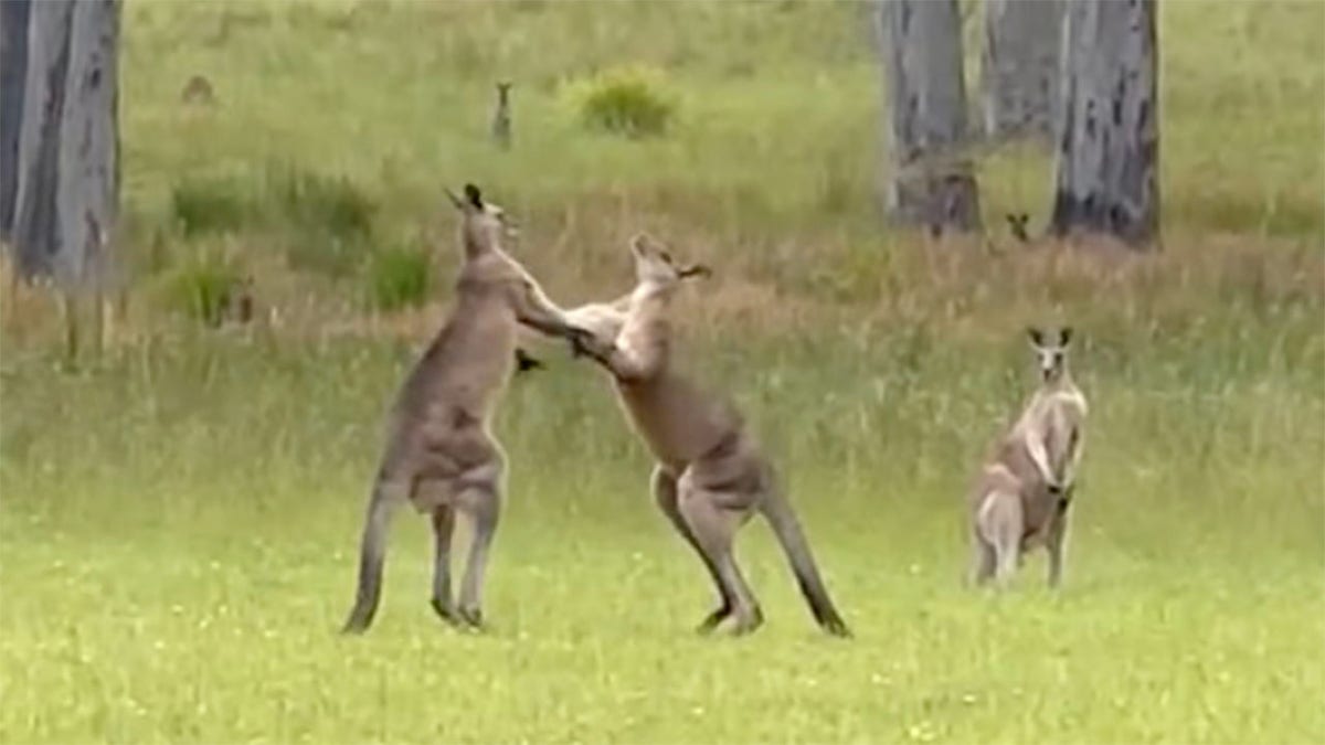 Kangaroo fight