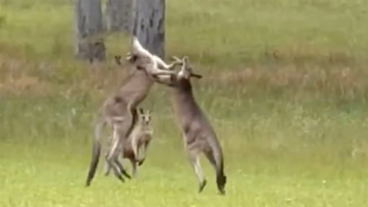 Kangaroo fight