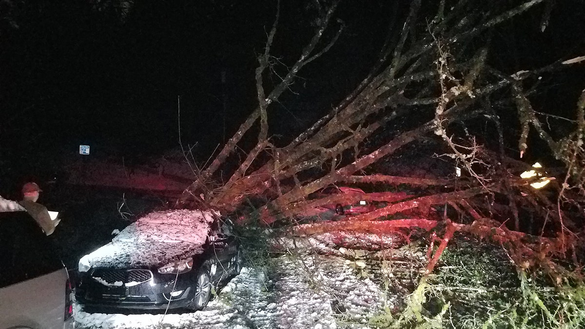 fallen tree in snowy street