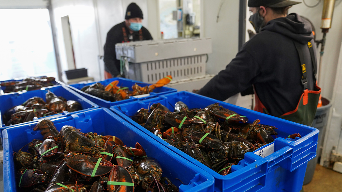 Lobster fishermen in Maine