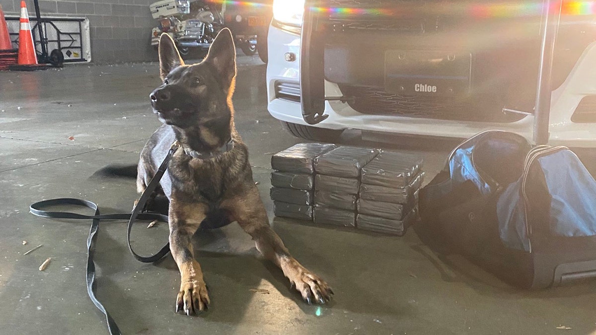 police K-9 and seized cocaine