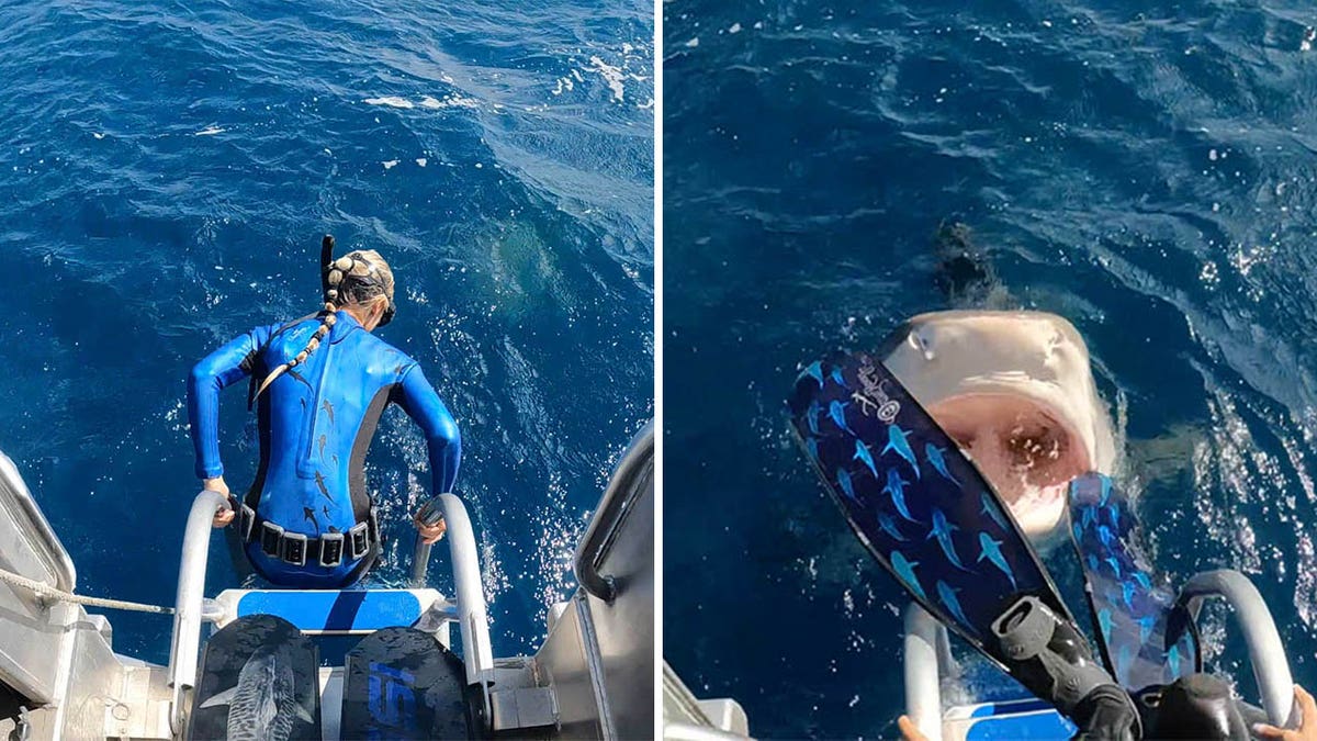 Close call! Hawaii diver nearly lands in tiger shark's open mouth