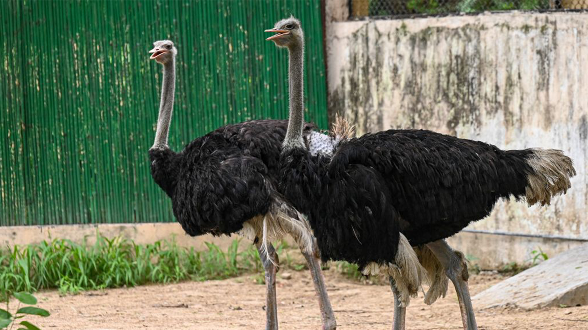 Ostriches at a zoo