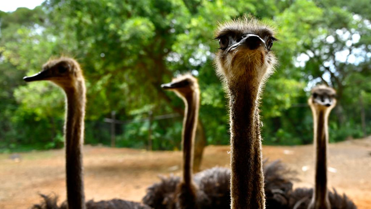 Ostriches up close