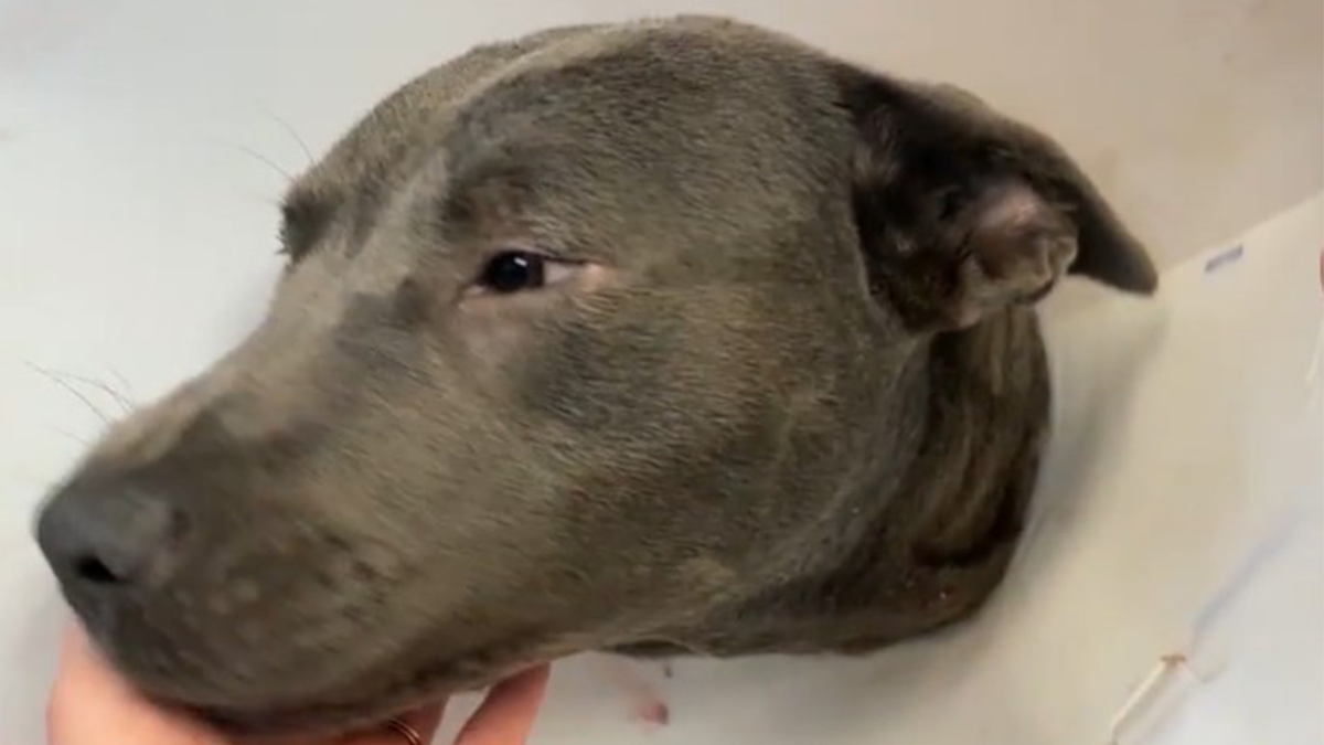 Pit bull found abused in GA