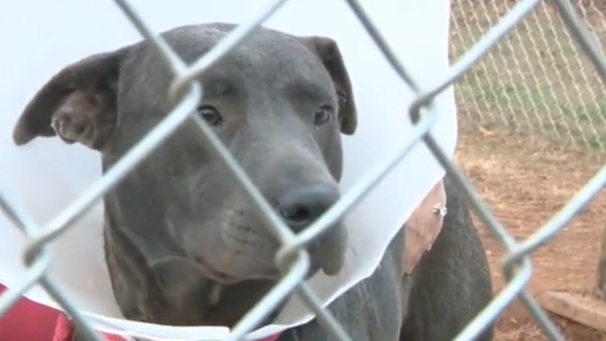 Pit bull found with its genitals zip tied