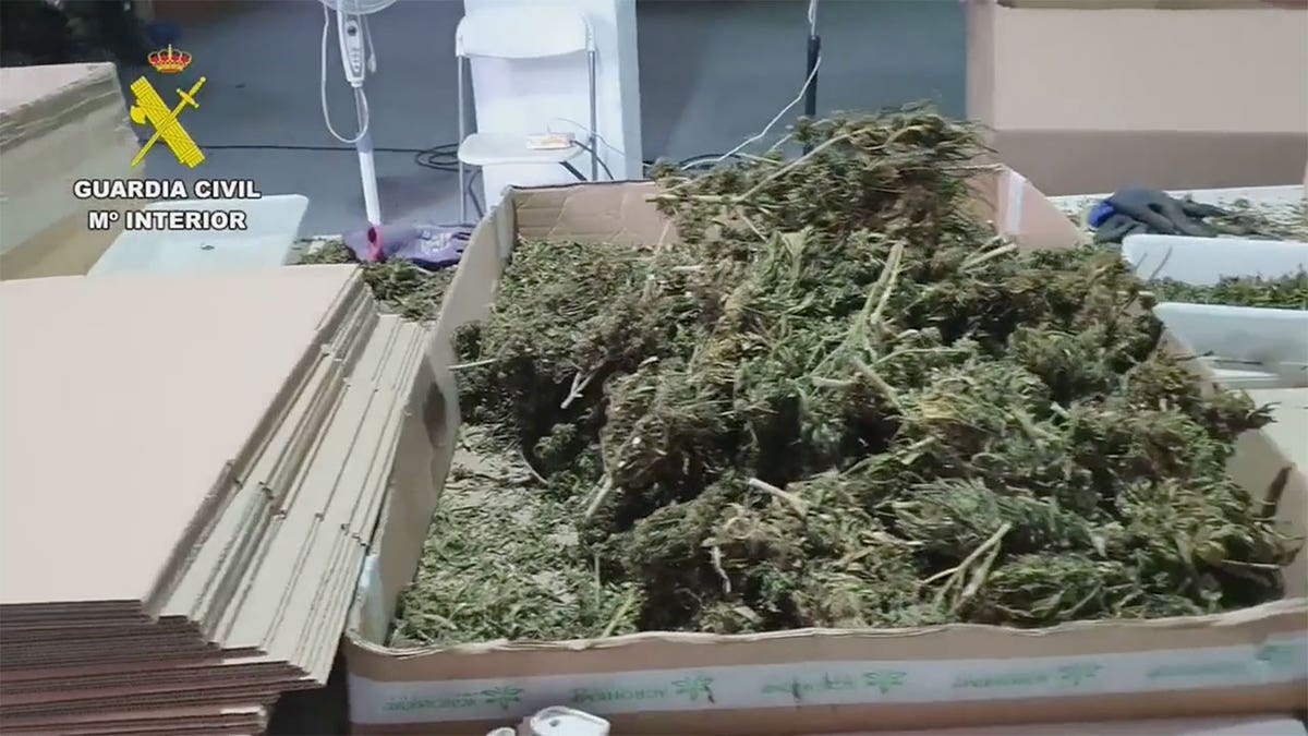 Cannabis plant in boxes during Spanish drug raid