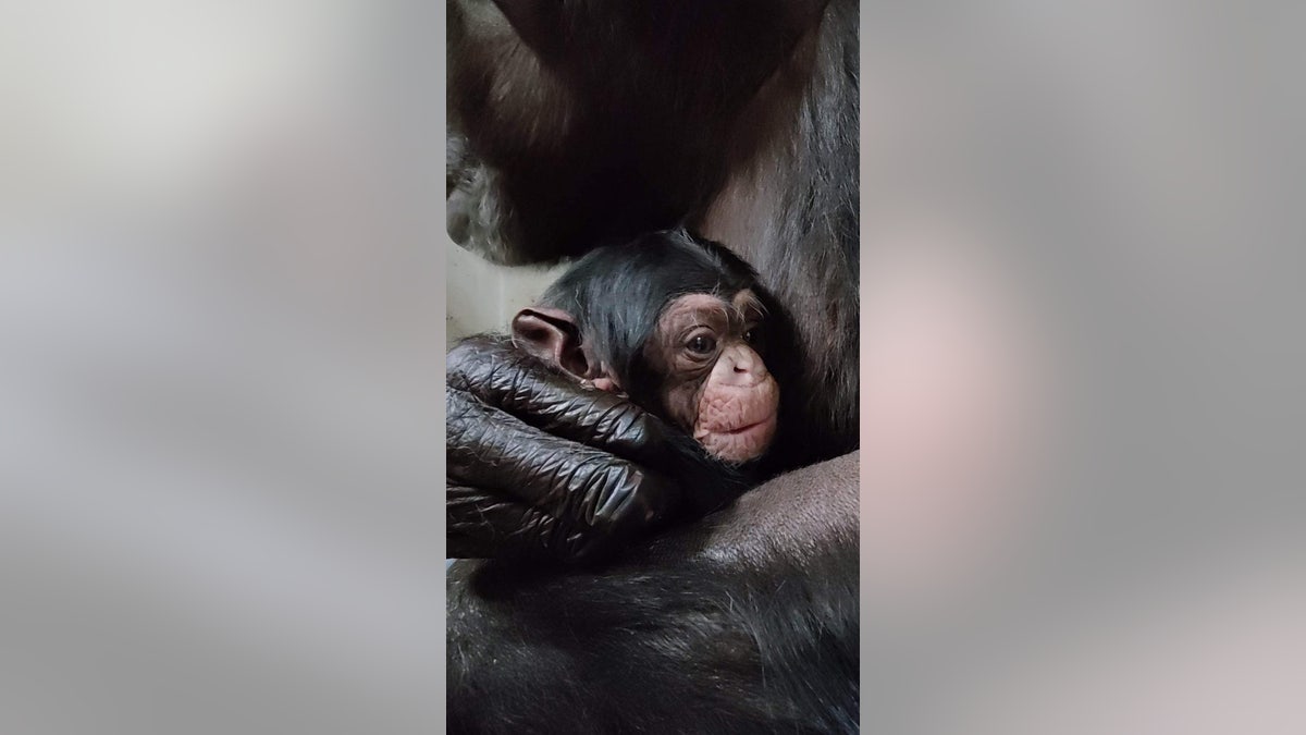 chimpanzees in zoo