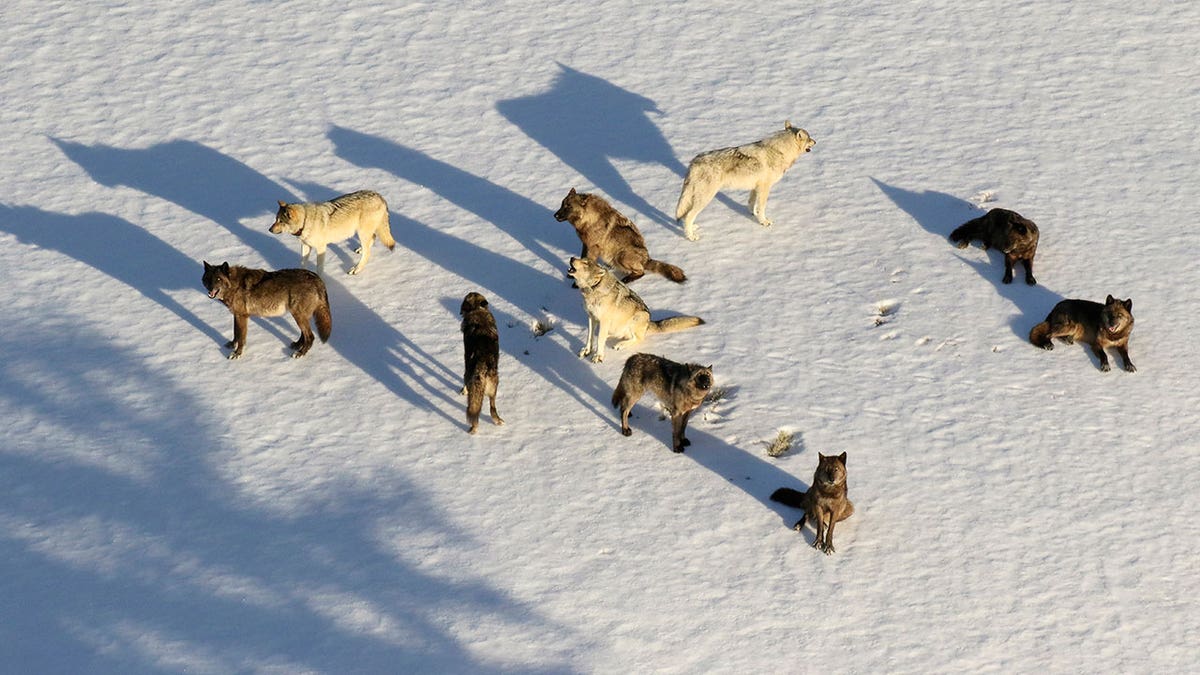 Wolves in Wyoming