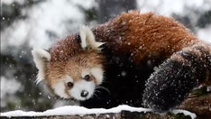 Milwaukee County Zoo's baby red panda discovers snow for first time in adorable video