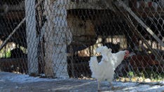 Mexico to start vaccinating birds to prevent the spread of H5N1