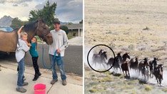 Utah horse returns home to owner after 8 years of running with wild mustangs: 'It’s a miracle'