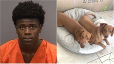 Florida man arrested for allegedly shooting two dogs, killing one, during attempted robbery: 'Cold hearted'