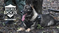 Meet the heroic police dog who conquered tragedy and changed law for K9 safety