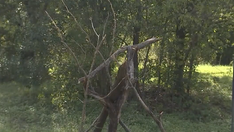 Austin homeless man accused of menacing neighborhood, walking around with chainsaw